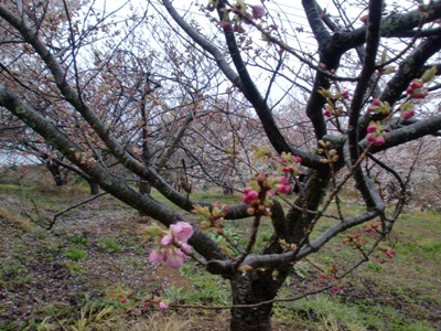 kM܎ʐ^(H22.4.12)