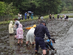 田植えの様子.JPG