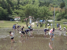 田植えイベントに参加02.JPG
