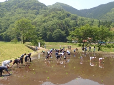 田植え体験.JPG