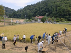 17稲刈１.JPG