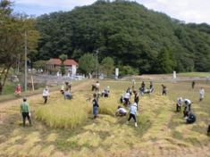 民谷稲刈り.JPG