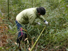 眞知子農園縁農１（竹切り出し）.JPG
