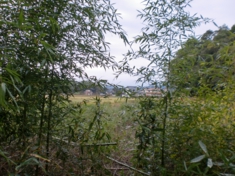 眞知子農園縁農２（竹林からの眺め）.JPG