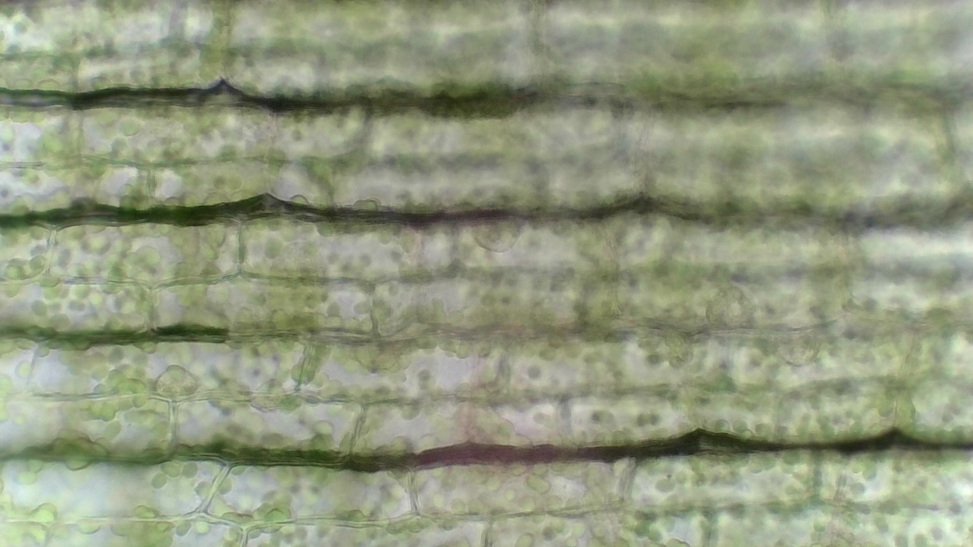 ウェブサイトのロゴ