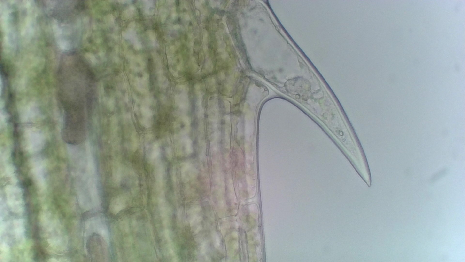 ウェブサイトのロゴ
