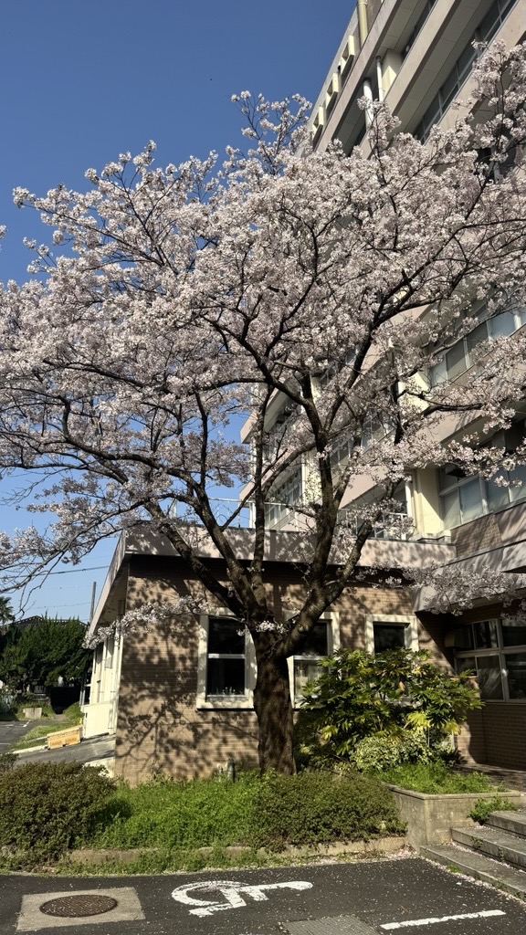 島根大学教育学部棟の桜