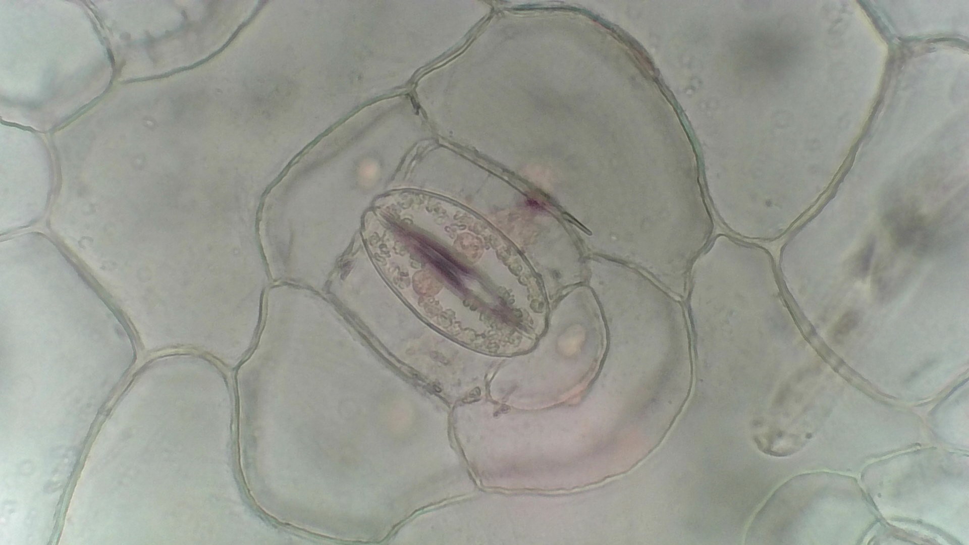 ウェブサイトのロゴ