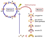 cellcycle.jpg