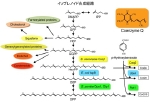 isoprenoidPath.jpg